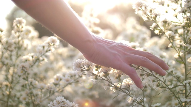 女人的手觸摸著夕陽(yáng)下的花