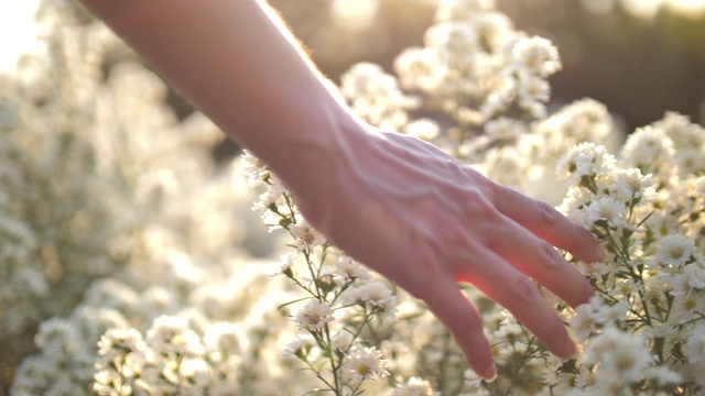 詳情圖-女人的手觸摸著夕陽下的花