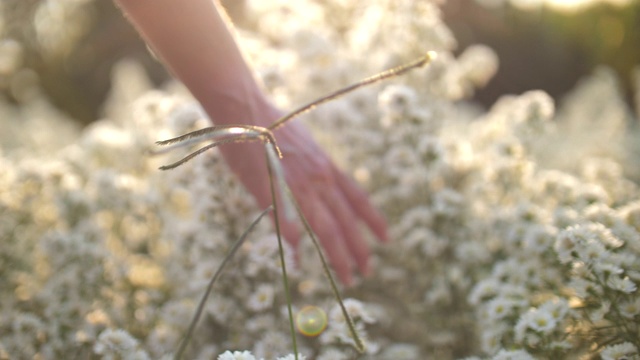 詳情圖-女人的手觸摸著夕陽下的花