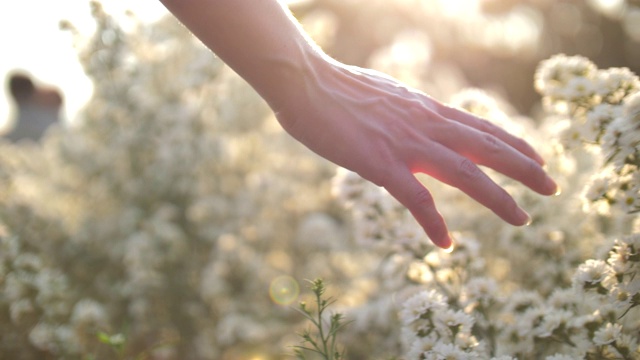 詳情圖-女人的手觸摸著夕陽下的花