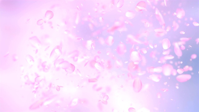 粉色玫瑰花瓣爆炸背景在4K