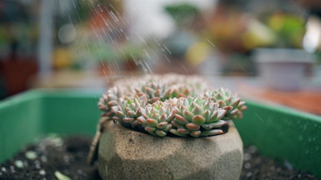 多汁的植物浇水