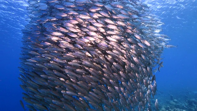 詳情圖-餌球/魚群在加勒比海珊瑚礁的綠松石水/庫拉索島