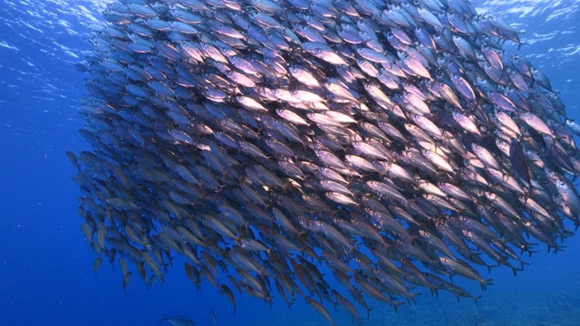 詳情圖-餌球/魚群在加勒比海珊瑚礁的綠松石水/庫拉索島