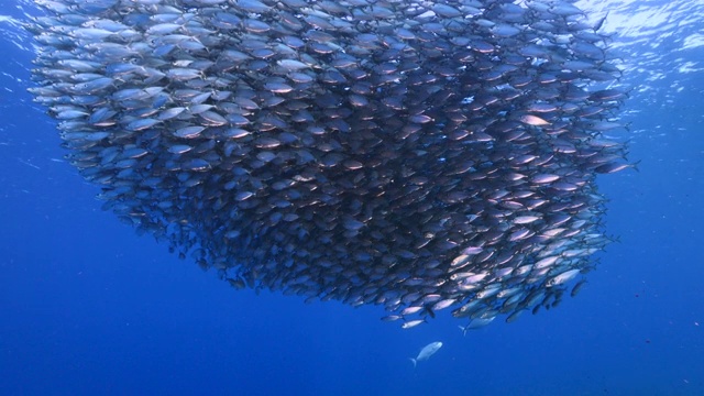 詳情圖-餌球/魚群在加勒比海珊瑚礁的綠松石水/庫拉索島