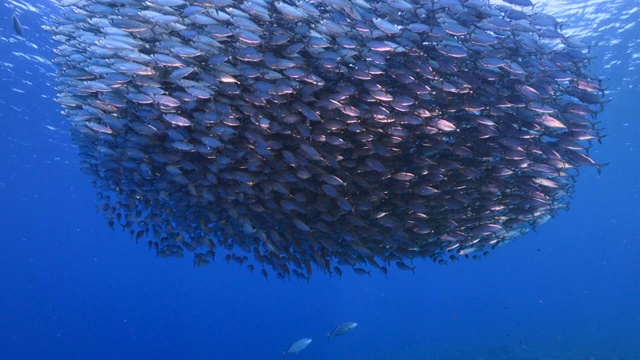 詳情圖-餌球/魚群在加勒比海珊瑚礁的綠松石水/庫拉索島