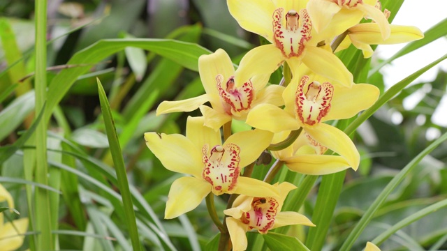 亮黄色的蕙兰花在花园里