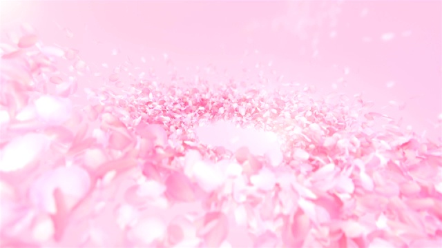 粉红色玫瑰花瓣流动背景在4K