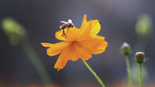 蜜蜂