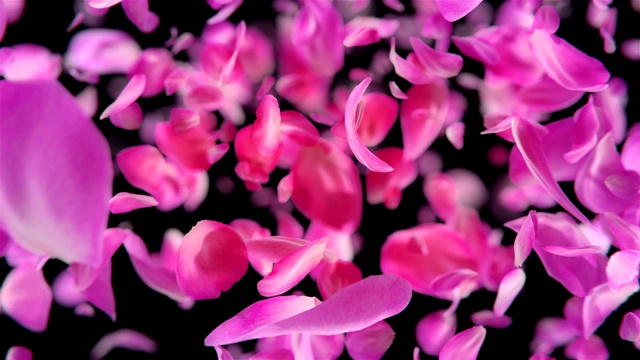 粉红色玫瑰花瓣下落可循环背景在4K