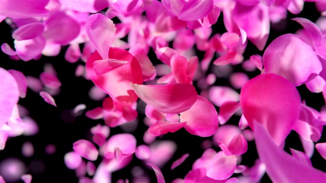 詳情圖-粉紅色玫瑰花瓣下落可循環(huán)背景在4K