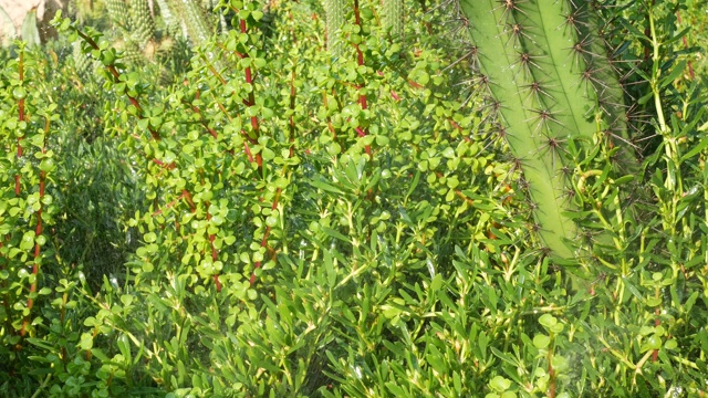 詳情圖-草坪灑水系統(tǒng)的花園綠地和仙人掌