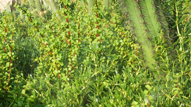 詳情圖-草坪灑水系統(tǒng)的花園綠地和仙人掌