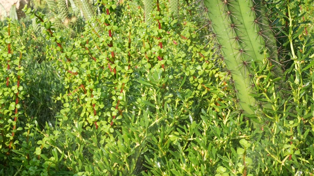 詳情圖-草坪灑水系統(tǒng)的花園綠地和仙人掌