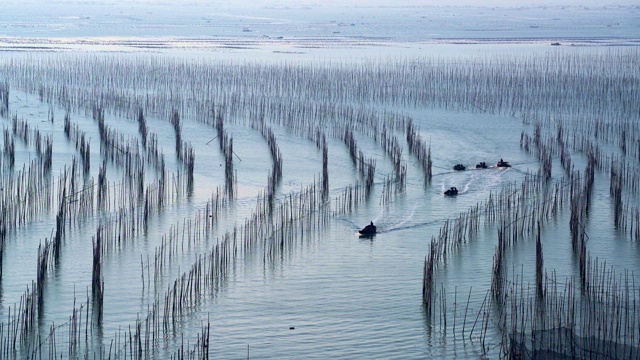霞浦海洋养殖，是我国最大的海草养殖基地