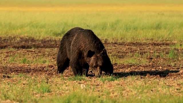 野生棕熊(Ursus arctos)是一种遍布欧亚大陆北部和北美大部分地区的熊。在北美，棕熊的种群通常被称为灰熊。