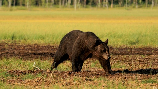 詳情圖-野生棕熊(Ursus,arctos)是一種遍布?xì)W亞大陸北部和北美大部分地區(qū)的熊。在北美，棕熊的種群通常被稱為灰熊。