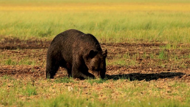 詳情圖-野生棕熊(Ursus,arctos)是一種遍布?xì)W亞大陸北部和北美大部分地區(qū)的熊。在北美，棕熊的種群通常被稱為灰熊。