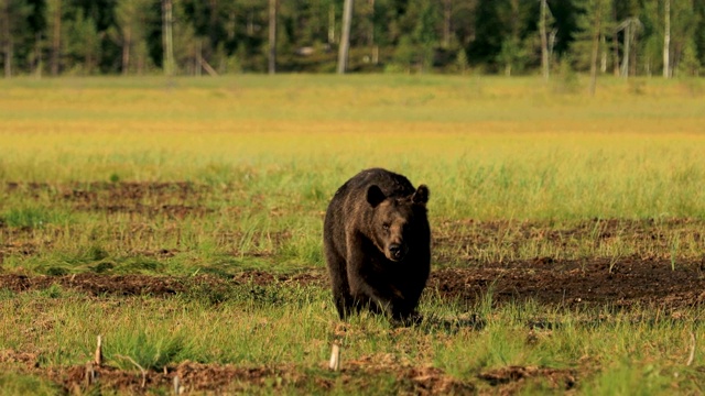 詳情圖-野生棕熊(Ursus,arctos)是一種遍布?xì)W亞大陸北部和北美大部分地區(qū)的熊。在北美，棕熊的種群通常被稱為灰熊。