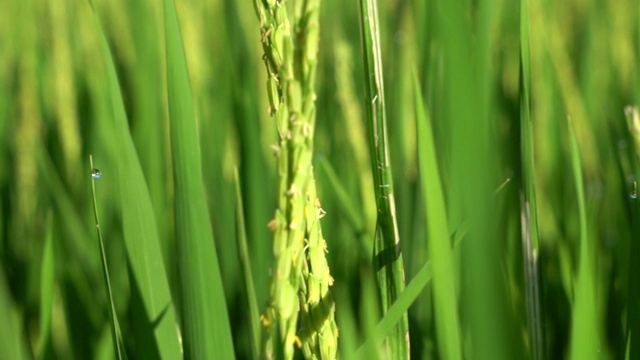 詳情圖-稻田綠油油的慢鏡頭