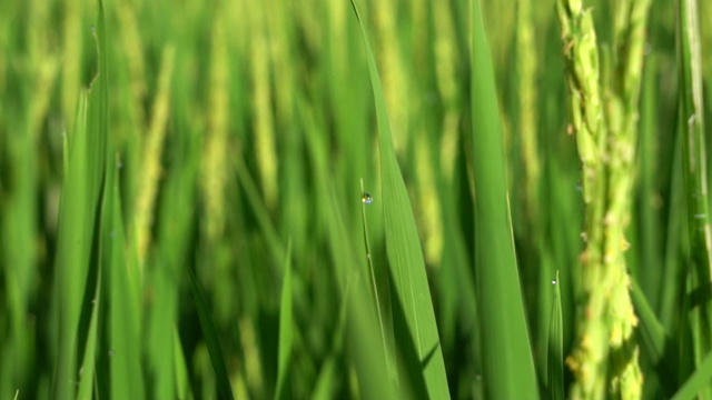 詳情圖-稻田綠油油的慢鏡頭