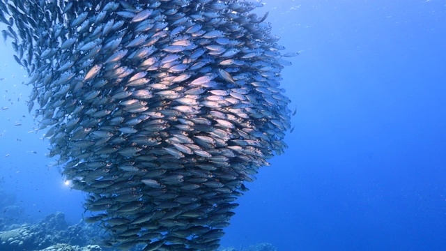 詳情圖-潛水員和誘餌球/魚群在加勒比海珊瑚礁的綠松石水/庫拉索島