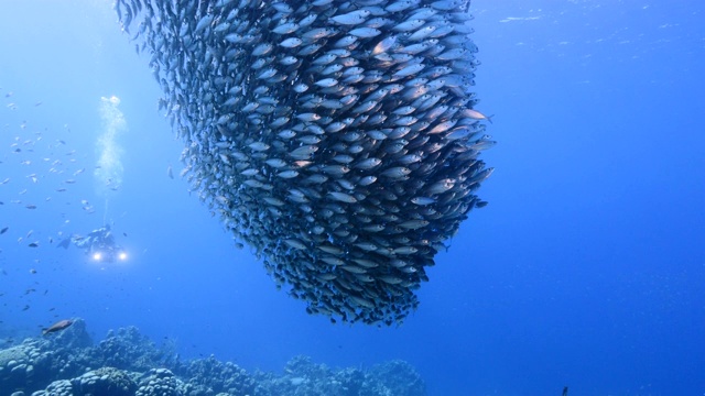 詳情圖-潛水員和誘餌球/魚群在加勒比海珊瑚礁的綠松石水/庫拉索島