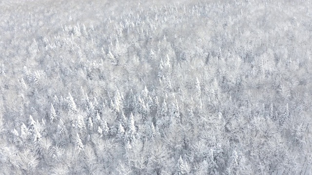 暴风雪后冬季北方自然森林的4K航拍视频，魁北克，加拿大