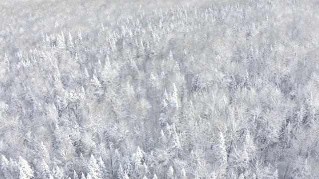 詳情圖-暴風(fēng)雪后冬季北方自然森林的4K航拍視頻，魁北克，加拿大