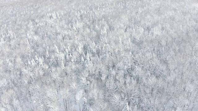 詳情圖-暴風(fēng)雪后冬季北方自然森林的4K航拍視頻，魁北克，加拿大
