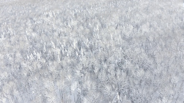 詳情圖-暴風(fēng)雪后冬季北方自然森林的4K航拍視頻，魁北克，加拿大