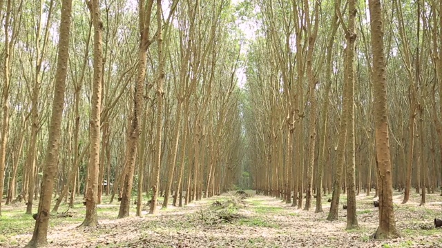 泰国的橡胶森林景观