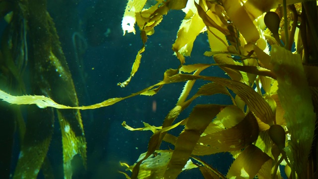 光线透过巨大的海藻森林。Macrocystis pyrifera。潜水，水族馆和海洋概念。水下近距离摇摆的海藻叶子。阳光穿透充满活力的奇异海洋植物