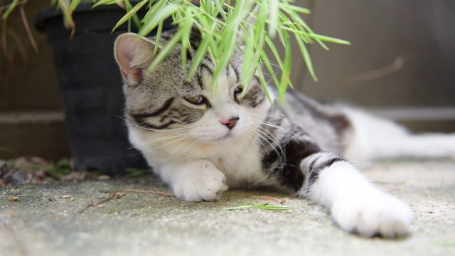近距离的睡觉的可爱的猫与银竹树，Thyrsostachys siamensis Gamble，慢拍