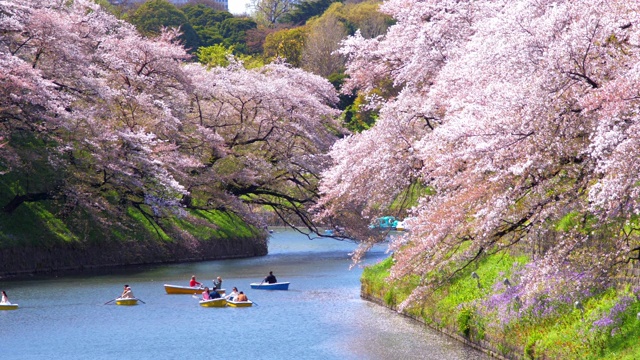櫻花花瓣飄落在日本東京千鳥(niǎo)淵公園，慢鏡頭