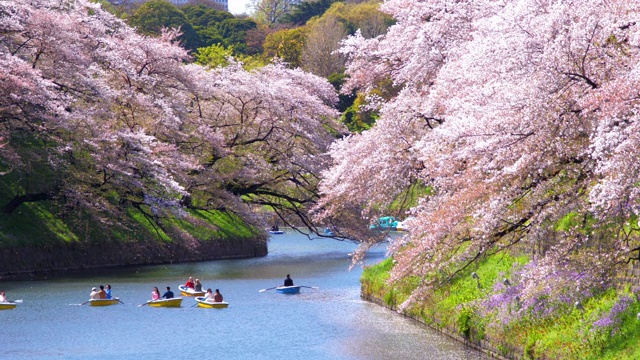 詳情圖-櫻花花瓣飄落在日本東京千鳥淵公園，慢鏡頭