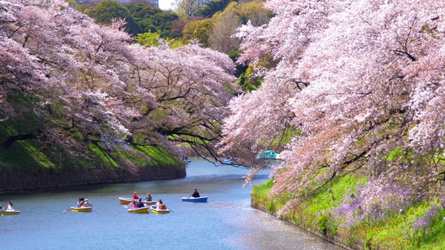 詳情圖-櫻花花瓣飄落在日本東京千鳥淵公園，慢鏡頭