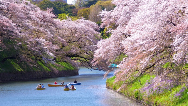 詳情圖-櫻花花瓣飄落在日本東京千鳥淵公園，慢鏡頭