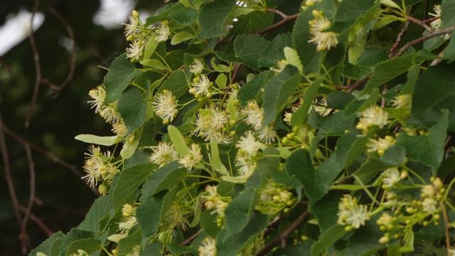 西伯利亚花栗鼠吃椴树花(Eutamias sibiricus) -兴安自然保护区，俄罗斯
