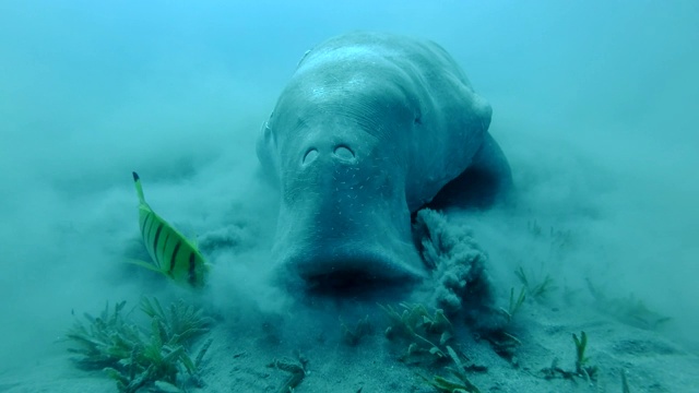 海牛(儒艮)的正面肖像，谁贪婪地吃海草在底部抬高淤泥云，与金色的Trevally (Gnathanodon speciosus)。水下拍摄特写镜头。红海，爱马仕湾，阿布达布，马萨阿拉姆，埃及