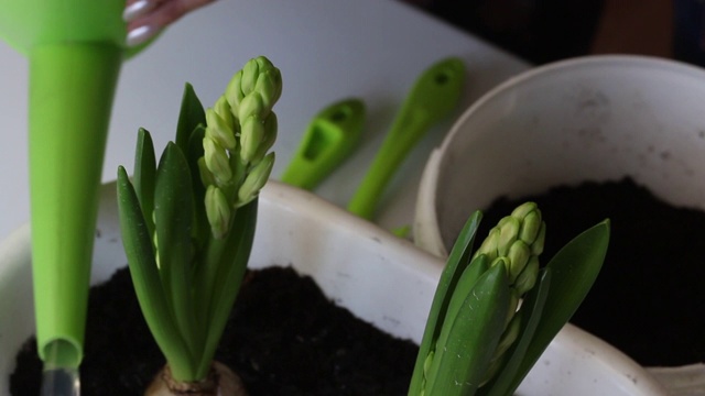 一位妇女拿着喷壶，给移植的风信子浇水。风信子移植。从上面近距离拍摄
