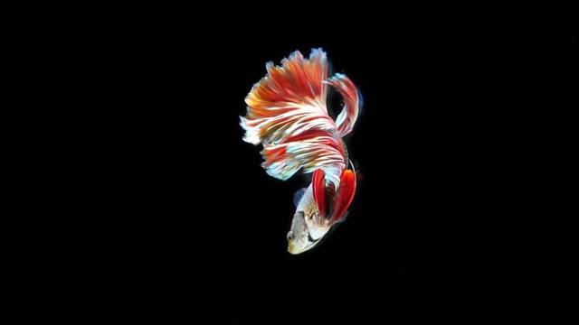 詳情圖-黑色背景下的暹羅斗魚，慢鏡頭