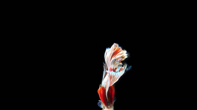 詳情圖-黑色背景下的暹羅斗魚，慢鏡頭