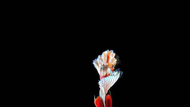 詳情圖-黑色背景下的暹羅斗魚，慢鏡頭