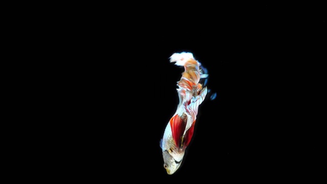 詳情圖-黑色背景下的暹羅斗魚，慢鏡頭