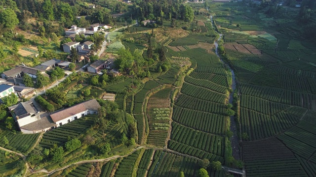 鸟瞰中国四川浦江的茶园