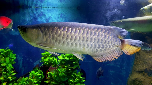 水族馆里的龙鱼。