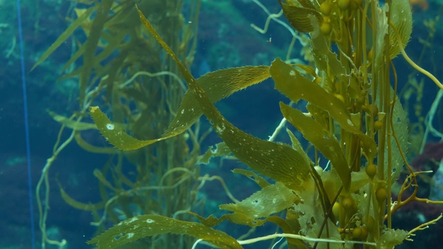 光线透过巨大的海藻森林。Macrocystis pyrifera。潜水，水族馆和海洋概念。水下近距离摇摆的海藻叶子。阳光穿透充满活力的奇异海洋植物