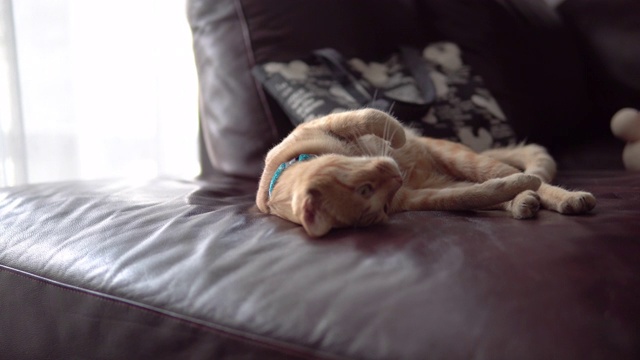 可爱的小猫在沙发上休息。