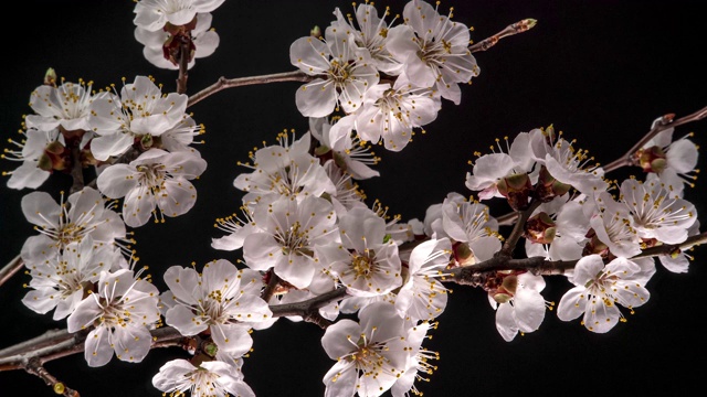 白花開在樹枝上